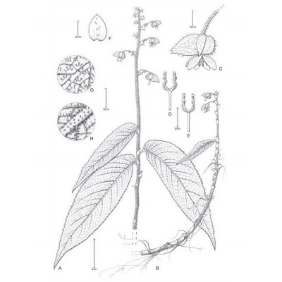 B. tepuiensis